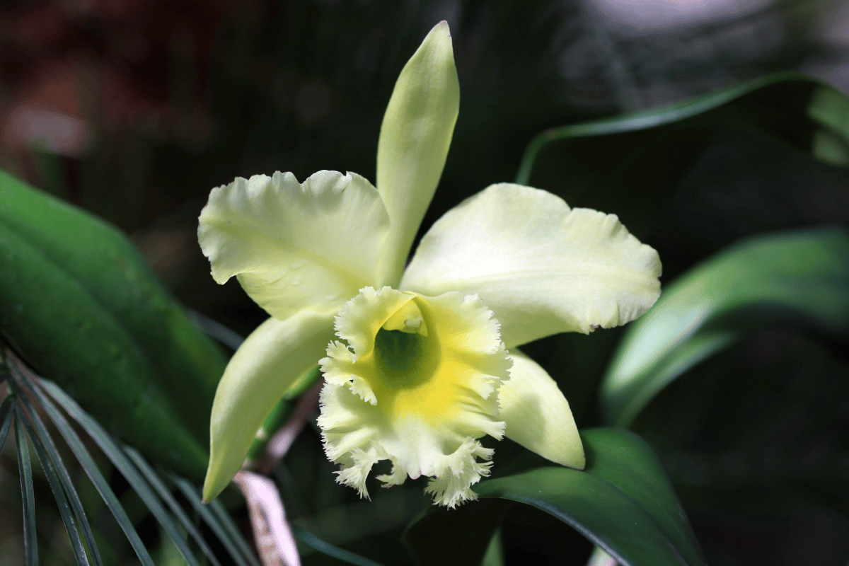 Orquídeas Cattleya - Como Cuidar em 7 Passos (Guia Completo) 61