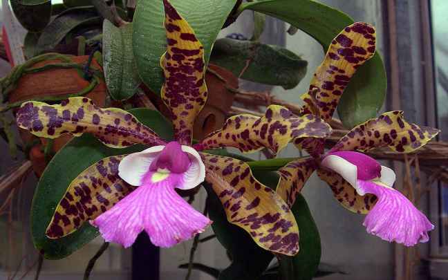 Orquidea Cattleya Cuidados
