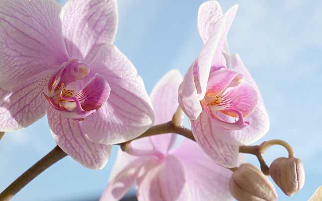 Orquídeas Borboleta (Phalaenopsis) - Cultivo Em 11 Passos 13