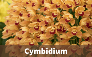 Cymbidium