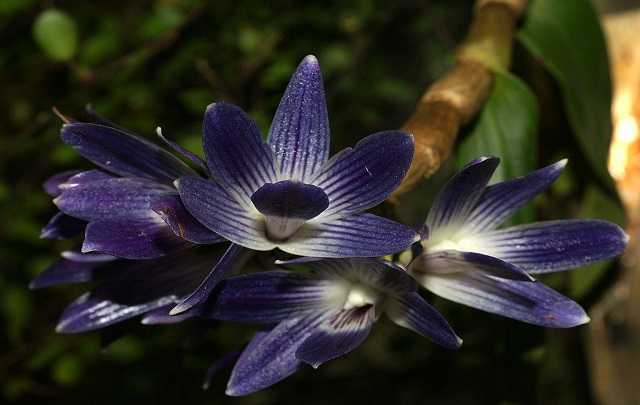 Dendrobium-victoriae-reginae