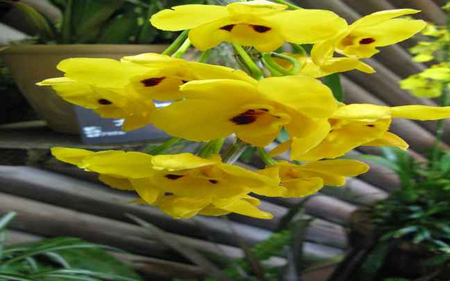 Dendrobium_chrysanthum