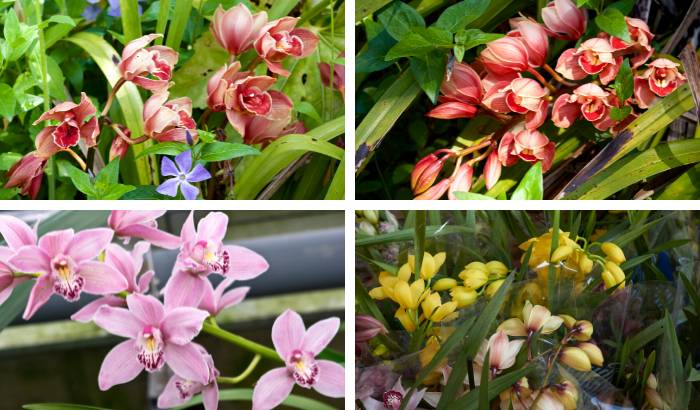 Orquídeas Cymbidium - Como Cuidar e Florir Muito (11 Passos)