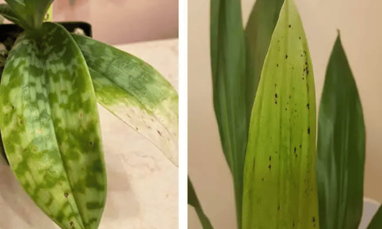Falta-de-magnesio-nas-folhas-das-orquideas