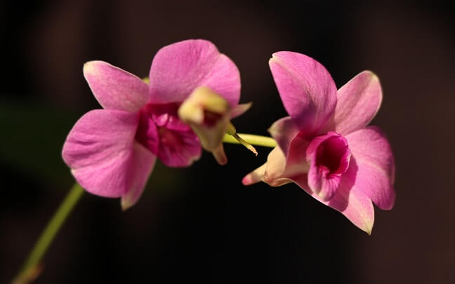 Flores-Dendrobium