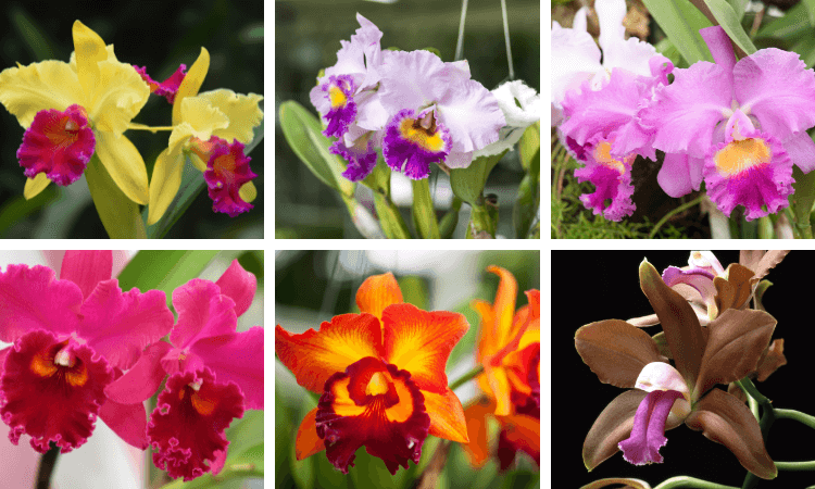 Como Cuidar de Orquídeas - Consiga Flores em 7 Passos 16