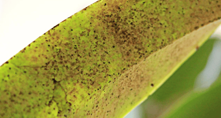 Folha-de-orquidea-atacada-por-acaros
