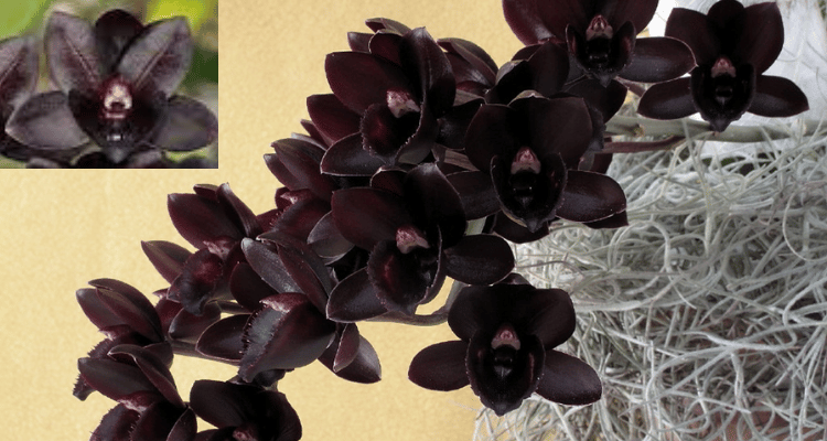 Fredclarkeara-After-Dark-orquidea-negra-rara