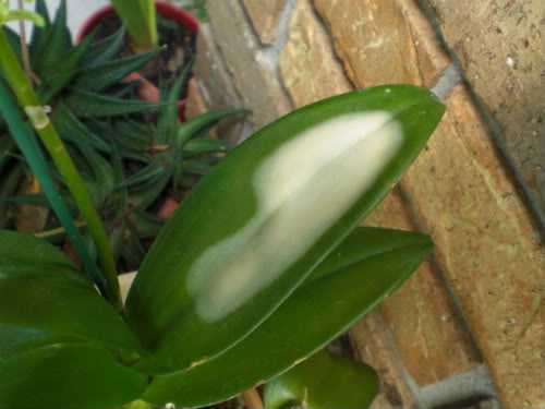 Manchas-brancas-nas-folhas-das-orquídeas