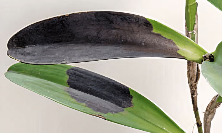 Manchas-pretas-nas-folhas-de-uma-orquidea-devido-a-podridao-negra