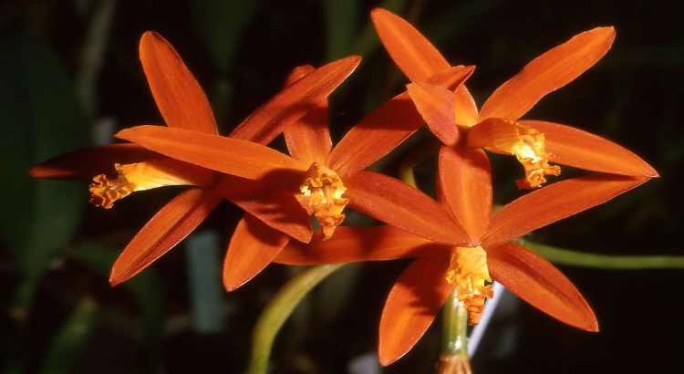 Orquídeas Cattleya - Como Cuidar e Florir (7 Passos)