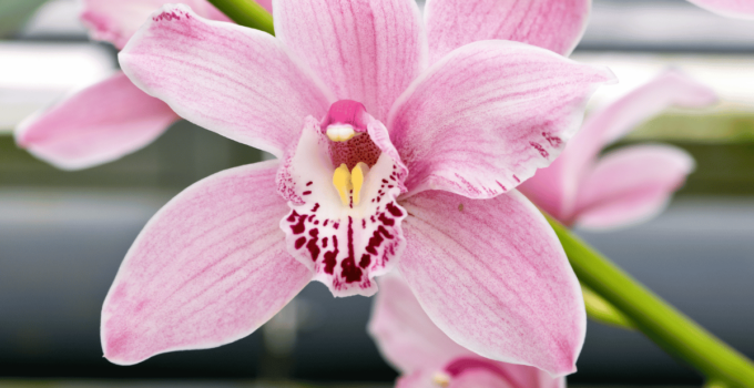 Orquídeas Cymbidium – Como Cuidar e Conseguir Lindas Florações em 11 Passos