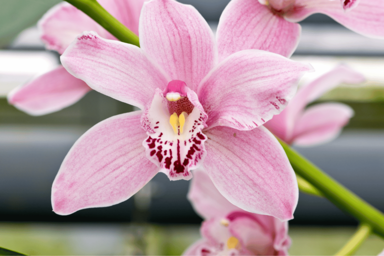 Orquídeas Cymbidium - Como Cuidar e Conseguir Lindas Florações em 11 Passos 115