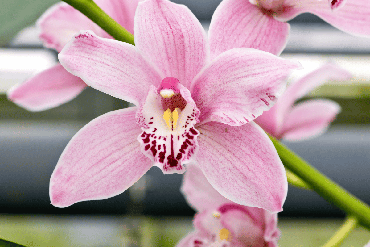 Orquídeas Cymbidium - Como Cuidar e Conseguir Lindas Florações em 11 Passos 29