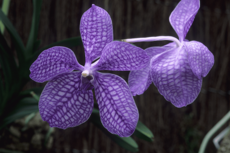 Orquídea Vanda – Como Cuidar, Plantar e Florir