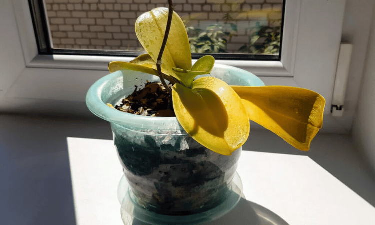 Orquidea-com-folhas-amareladas-excesso-de-sol