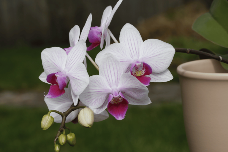 Orquídeas Borboleta (Phalaenopsis) - Cultivo Em 9 Passos 213