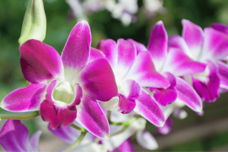 Orquídeas Dendrobium - Suas Espécies e Como Cuidar 146