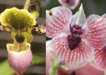 12 Orquídeas Raras Que Poucas Pessoas Conhecem