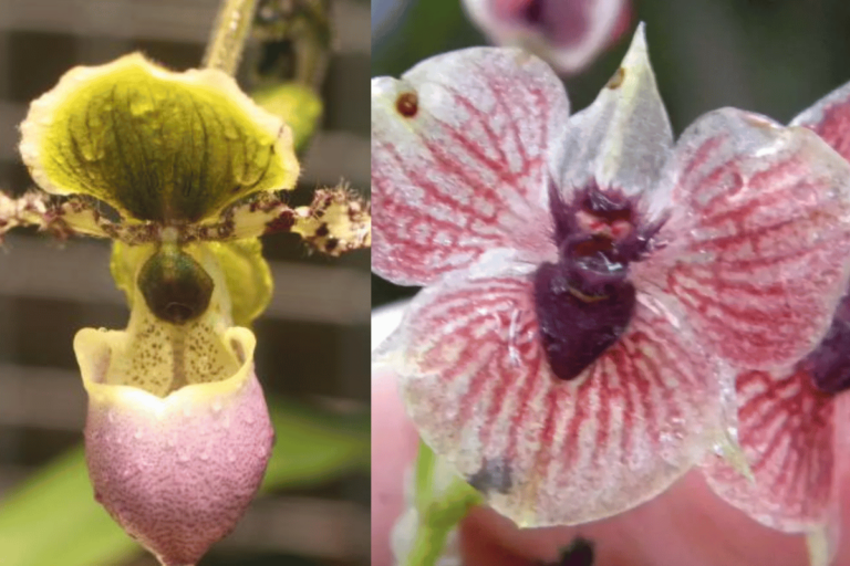 12 Orquídeas Raras Que Poucas Pessoas Conhecem