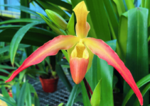 Orquídeas Terrestres – Tipos, Espécies e Cultivo