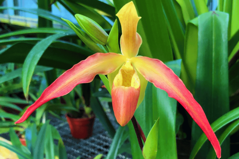 Orquídeas Terrestres – Tipos, Espécies e Cultivo