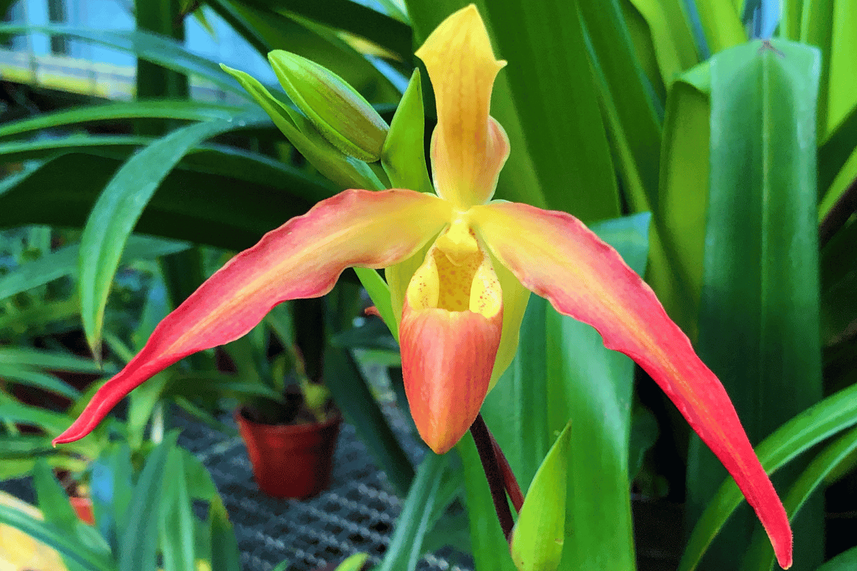 Orquídeas Terrestres - Tipos, Espécies e Cultivo 129