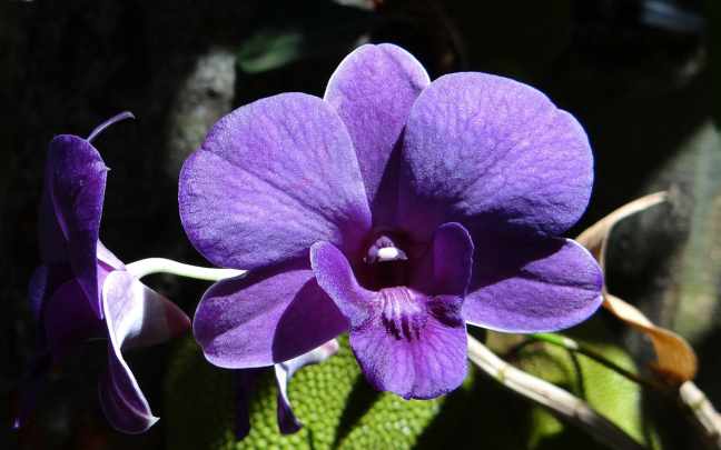 Orquídea-Dendrobium