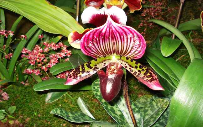 Orquídea-Terrestre