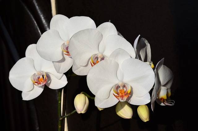 Orquídea-borboleta-branca