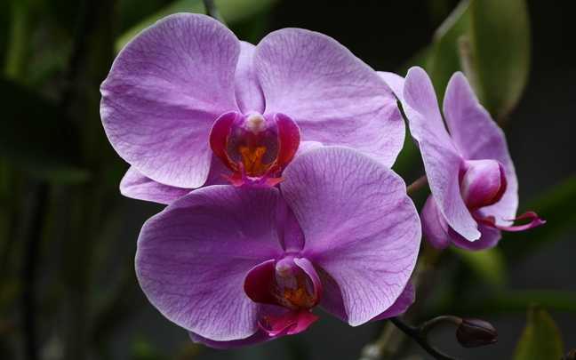 Orquídea-olhos-de-boneca
