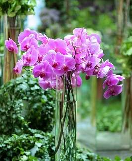 Orquídea-phalaenopsis-no-vaso