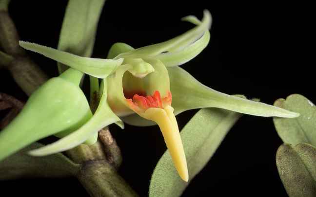 Orquídeas-Dendrobium