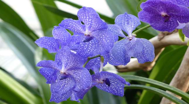 Orquídea Vanda – Como Cuidar e Fazer Florir (7 Passos)