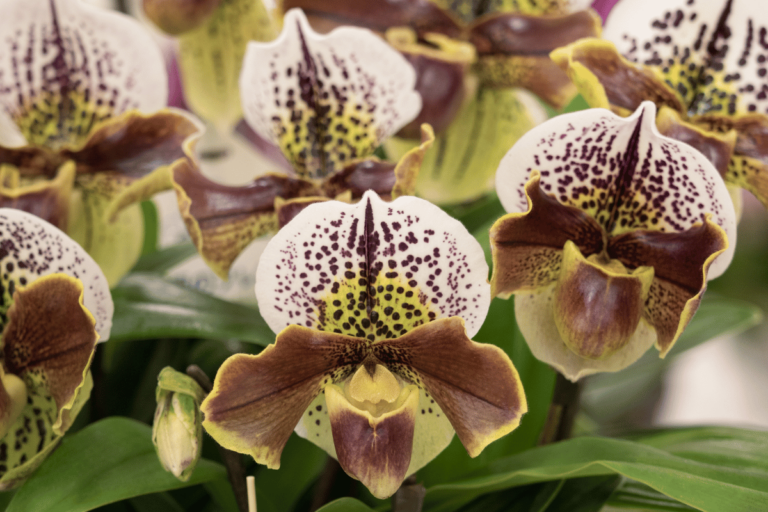 Orquídea Sapatinho (Paphiopedilum) – Como Cuidar e Florir