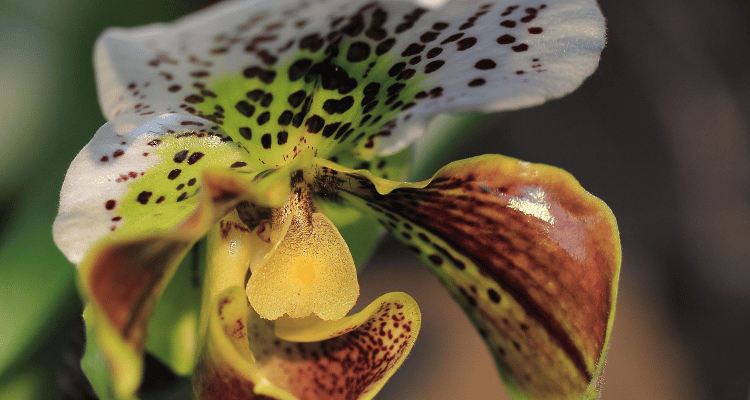Paphiopedilum-com-manchas-naturais-em-sua-flor