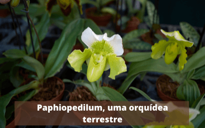 Orquídeas Terrestres - Tipos, Espécies e Cultivo (Com Fotos) 1
