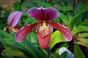 Como Cuidar de Orquídeas - Consiga Flores em 7 Passos 26