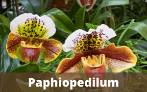 Orquídeas Terrestres - Tipos, Espécies e Cultivo (Com Fotos) 6
