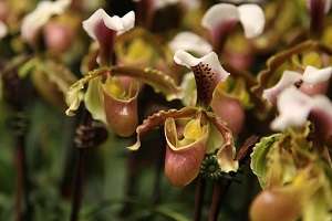 Orquídea Sapatinho (Paphiopedilum) - Como Cuidar e Florir