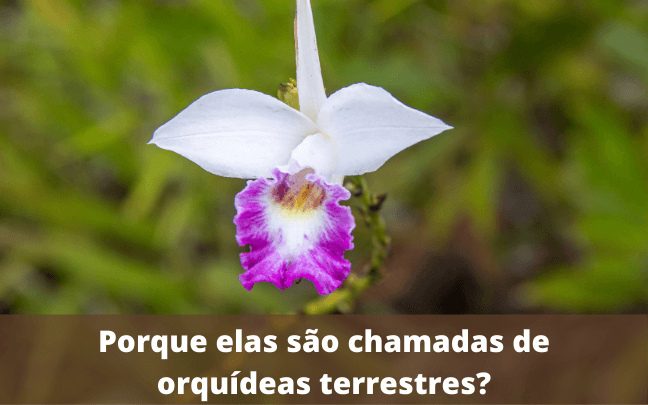 Orquídeas Terrestres - Tipos, Espécies e Cultivo (Com Fotos) 2