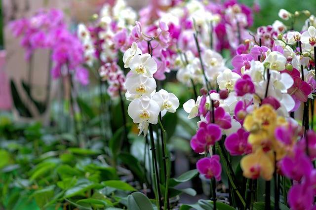 Várias-orquídeas-phalaenopsis-juntas