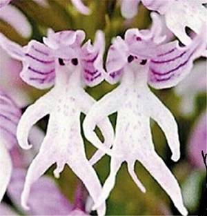 Orquídeas - As 27 Dúvidas Mais Comuns Respondidas 2
