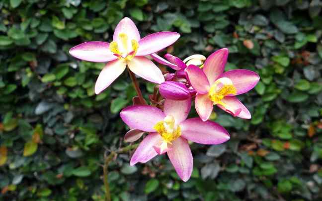 Orquídeas Terrestres - Tipos, Espécies e Cultivo (Com Fotos) 17