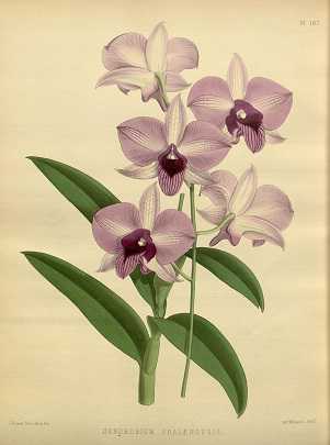 Orquídea Denphal - Como Cuidar em 7 Passos (Para Iniciantes) 12