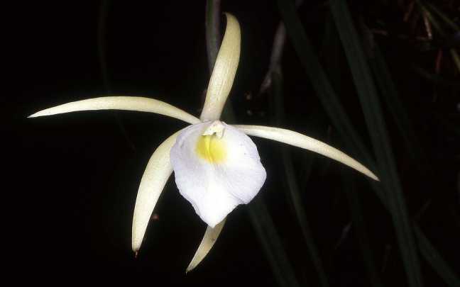 Brassavola tuberculata