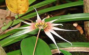 Bulbophyllum-acuminatum