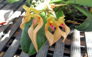 Bulbophyllum-bicolor