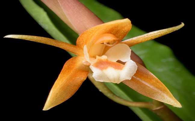 Orquídeas Coelogyne - Aprenda Como Cultivá-las Em 6 Passos 14