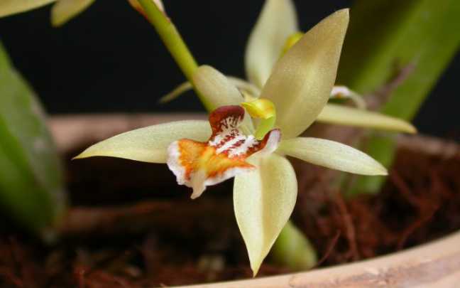 Orquídeas Coelogyne - Aprenda Como Cultivá-las Em 6 Passos 2
